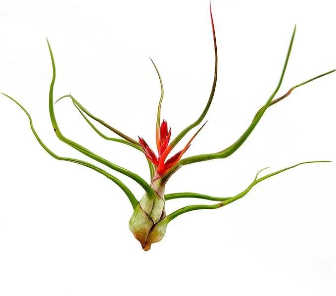 Air Plants - Flowering Tillandsia Bulbosa Belize, Giant 7-9" - 5ct - Live Arrival Guaranteed - House Plants for Home Decor & Gift by GreenHaven Gardens