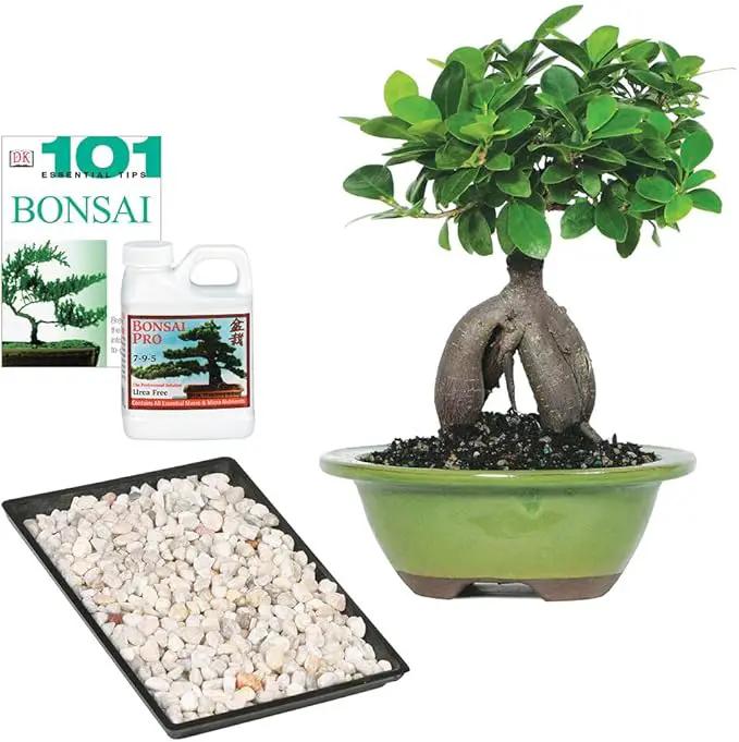 Brussel's Bonsai Live Ginseng Grafted Ficus Indoor Bonsai Tree Gift Set - Small, 4 Years, 6 to 8 in - Ceramic Bonsai Pot, Fertilizer, and Humidity Tray by GreenHaven Gardens