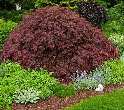 Crimson Queen Weeping LACE Leaf Japanese Maple - Acer palmatum dissectum 'Crimson Queen' 2 - Year Plant by GreenHaven Gardens
