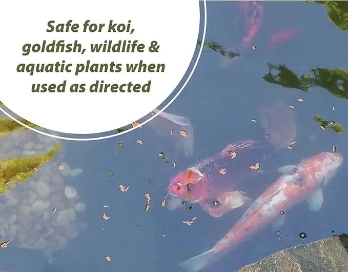 Bloom Buster Pond Algae Control - 16oz - Fast Acting Algaecide, Use in Fountains & Outdoor Ponds Containing Koi & Other Fish - EPA Registered by GreenHaven Gardens