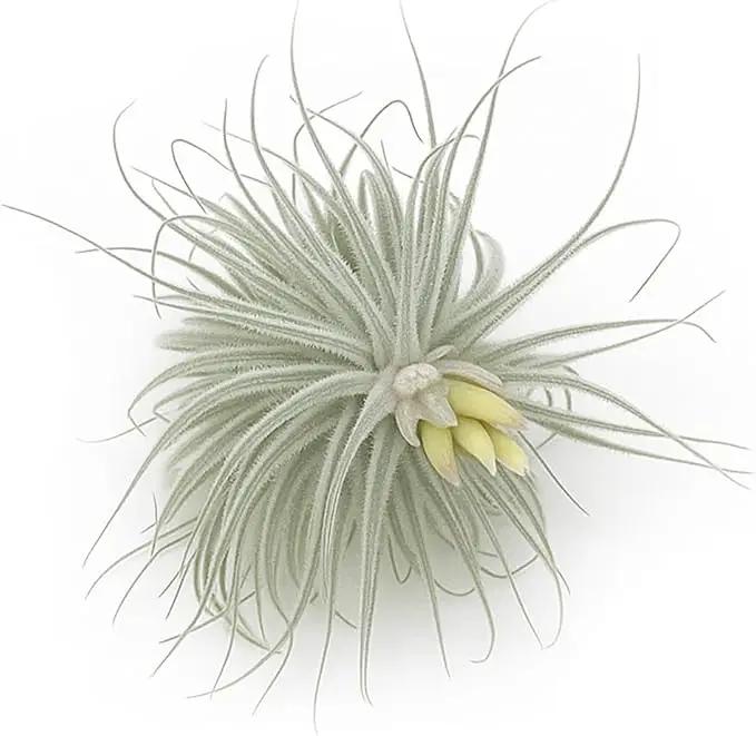Live air Plant - Tillandsia Tectorum Air Plant 4-6" – 2ct – Unique Shape with Silvery Fuzz – Low Maintenance Houseplant – Perfect for Decor, Terrariums, Gifts - Live Arrival Guaranteed by GreenHaven Gardens