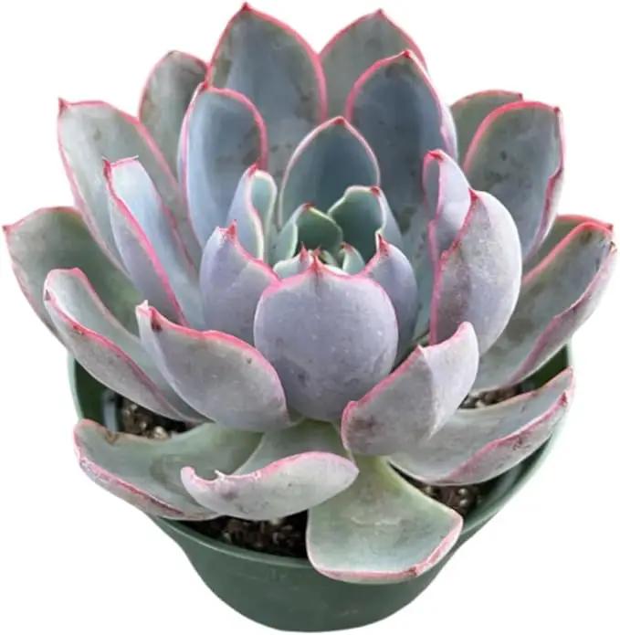 Live Succulent Plants Echeveria 'Herra', Easy Care Potted Succulents, Approx 4" D x 7" H, Indoor Houseplant, Unique Gifts, Home Office Décor by GreenHaven Gardens