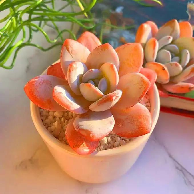 FWPP Live Succulents Plants Echeveria Laui 2.5 inches,Rare red Succulents Bare Root Without Pot Soil, Live Plants Indoor Office Decoration Wedding and Gift by GreenHaven Gardens