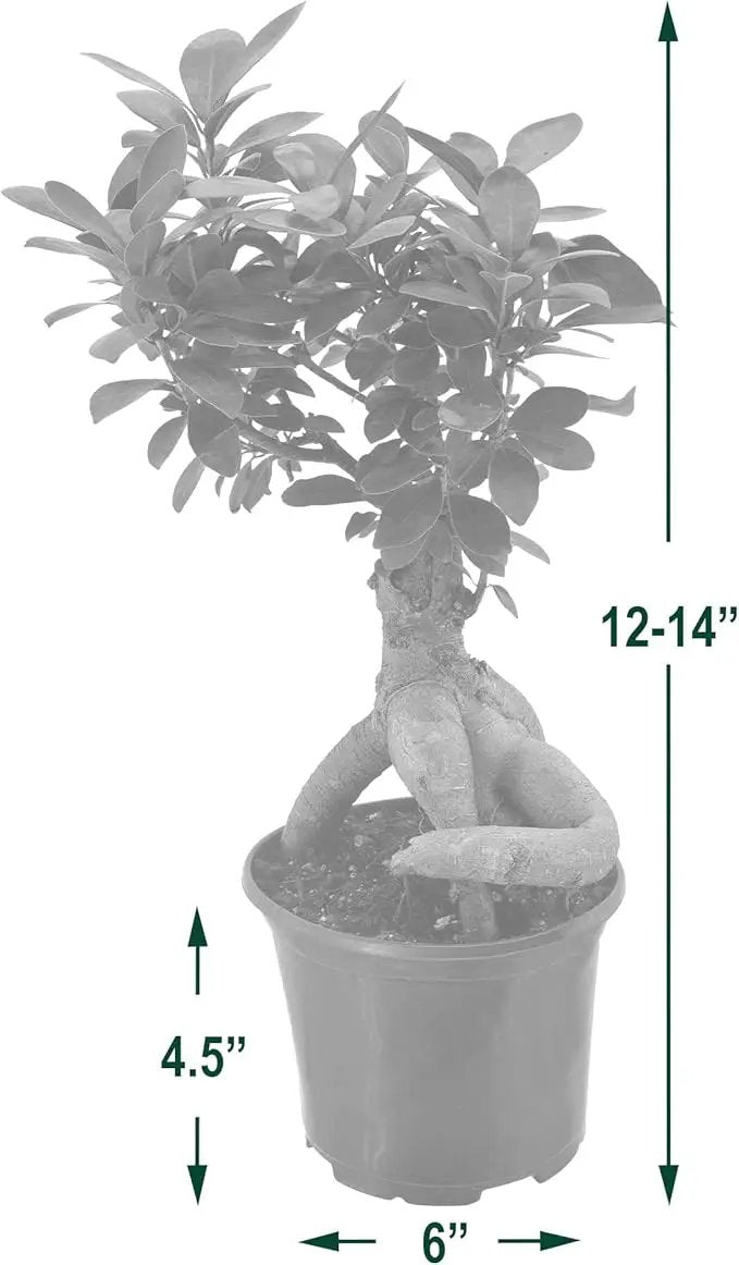 Arcadia Garden Products LV62 Ginseng Ficus Live Indoor Bonsai Plant in 6 in. Plastic Grower Pot, 6 Inch, Green *Sold by Amazon and Arcadia Garden Products* by GreenHaven Gardens