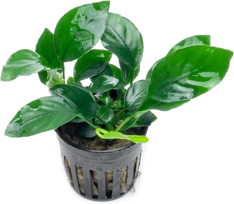 Anubias Live Aquarium Plants - Potted Freshwater Plant for Fish Tanks, Terrariums - Beginner Friendly Low Light (Barteri, 5 Pots) by GreenHaven Gardens
