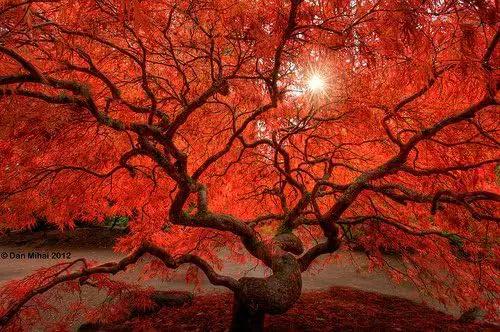 Red Dragon Weeping Lace Leaf Japanese Maple 2 - Year Live Plant by GreenHaven Gardens