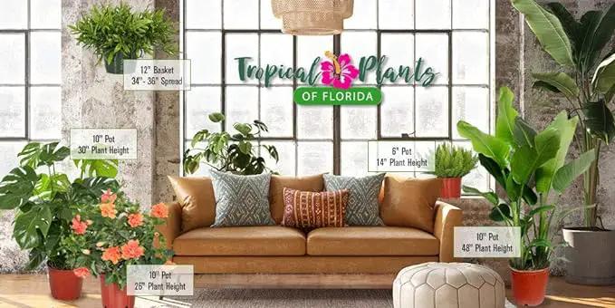 Hibiscus Plant Live - Double Red Hibiscus Bush - Flowering Plants - Red - Overall Height 26" to 28" - Tropical Plants of Florida (Plant Only) by GreenHaven Gardens