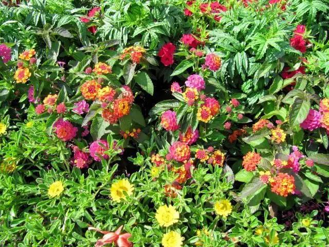 Lantana Confetti | 30 Live Plants | Lantana Camara | Colorful Garden Shrub | Drought Tolerant Perennial Plants by GreenHaven Gardens