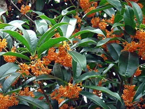 Orange Flowering Fragrant Tea Olive (osmanthus) - Live Plant - Trade Gallon Pot by GreenHaven Gardens