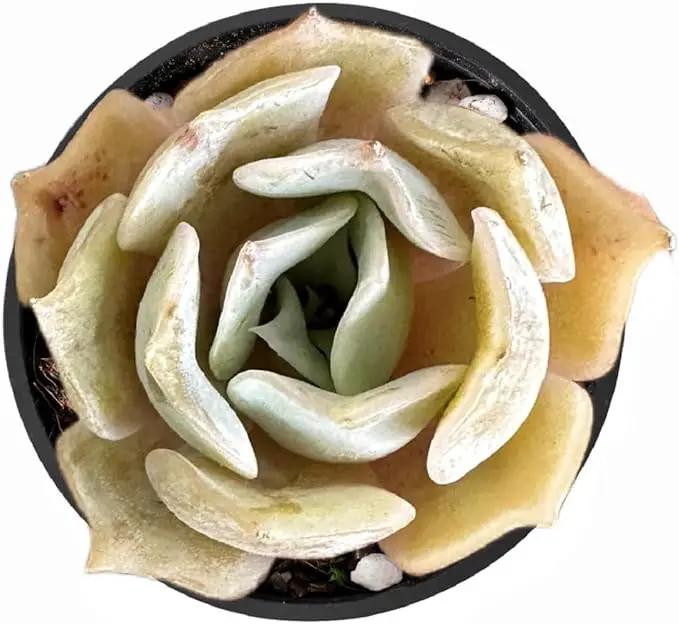 2" Rare Succulent Echeveria 'Desert Camels', Live Succulents Plants Fully Rooted in Grower Pots, Unique Gift for Wedding Favor, Party Favor by GreenHaven Gardens
