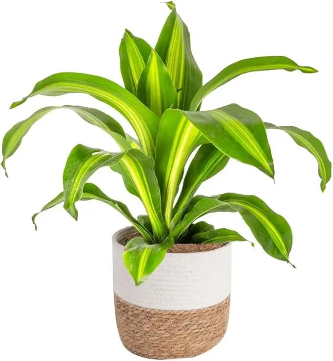 Costa Farms Dracaena Golden Heart Live Indoor Plant, Easy to Grow Houseplant in Modern Plant Pot, Potting Soil, Living Room, Home and Office Decor, Housewarming Gift, 2-3 Feet Tall by GreenHaven Gardens