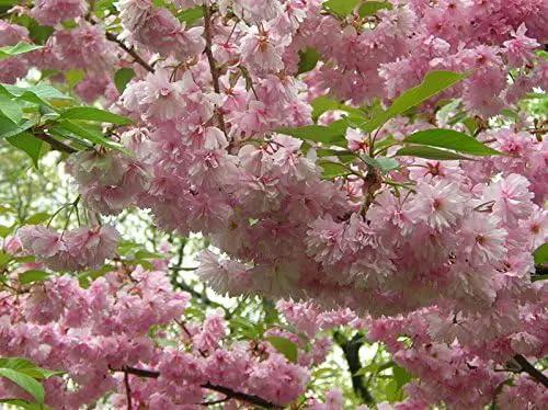 Live Kwanzan Cherry Blossom Tree – 8-12" Tall, Ornamental Pink Flowers by GreenHaven Gardens