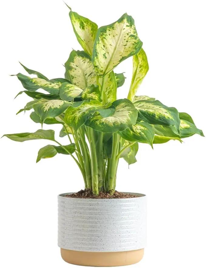 Costa Farms Dieffenbachia Live Plant Indoor, Easy Grow Light and Watering Houseplant, Potted in Indoors Garden Decor Plant Pot, Soil, Grower's Choice, Home and Office Plants Decor, 1 Foot Tall by GreenHaven Gardens