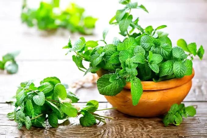 Nourish Your Spearmint with Gardenera's Organic Potting Mix - Tailored for Vibrant Spearmint Plants and Aromatic Leaves - 2 Quart by GreenHaven Gardens