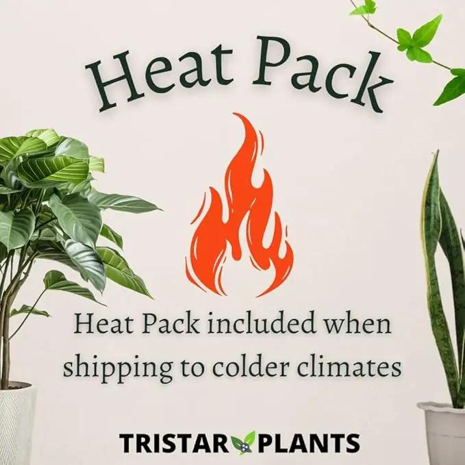 TriStar Plants - Thanksgiving Cactus - 4" inch Pot, Fasle Christmas Cactus, Easter Cactus, Holiday Plant, Winter Flowers, Christmas Plants, Winter Blooms (White) by GreenHaven Gardens