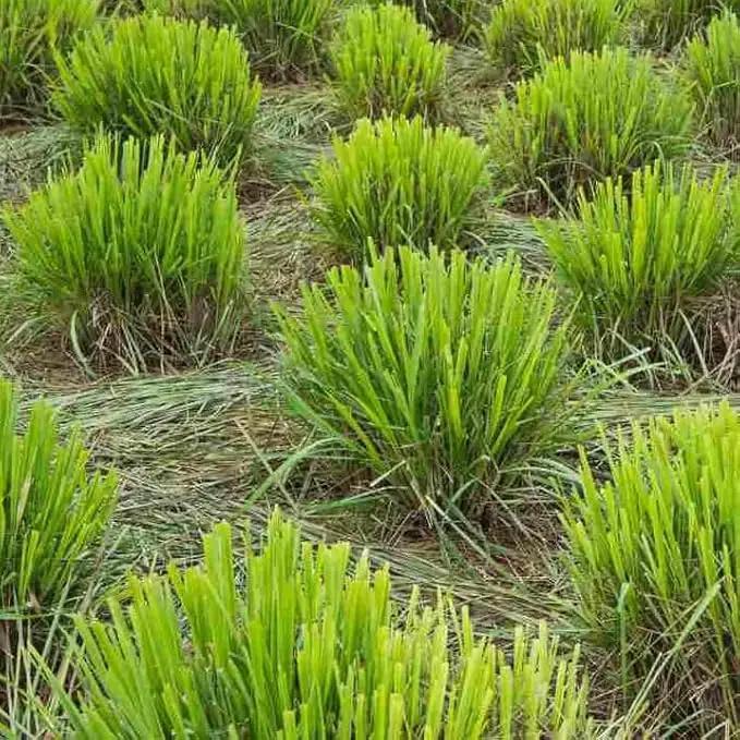 Lemongrass - Cymbopogon citratus. Live Plant. Fragrant, Fresh, Edible. Easy Grow. Indoor/Outdoor. (4 Lemongrass in Cup) by GreenHaven Gardens