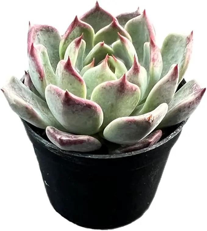 2" Rare Succulent Echeveria 'Night', Live Succulents Plants Fully Rooted in Grower Pots, for Wedding Favor, Party Favor by GreenHaven Gardens