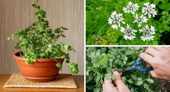 Premium Cilantro Plant Soil Mix by Gardenera - Stimulate Growth and Intensify Flavor with Nourishing Formula - 5 Quart by GreenHaven Gardens