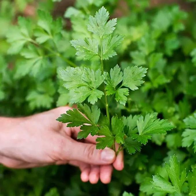 Premium Parsley Plant Potting Mix - Crafted for Vibrant Parsley Growth and Fresh Culinary Flavor - 1 Quart by GreenHaven Gardens