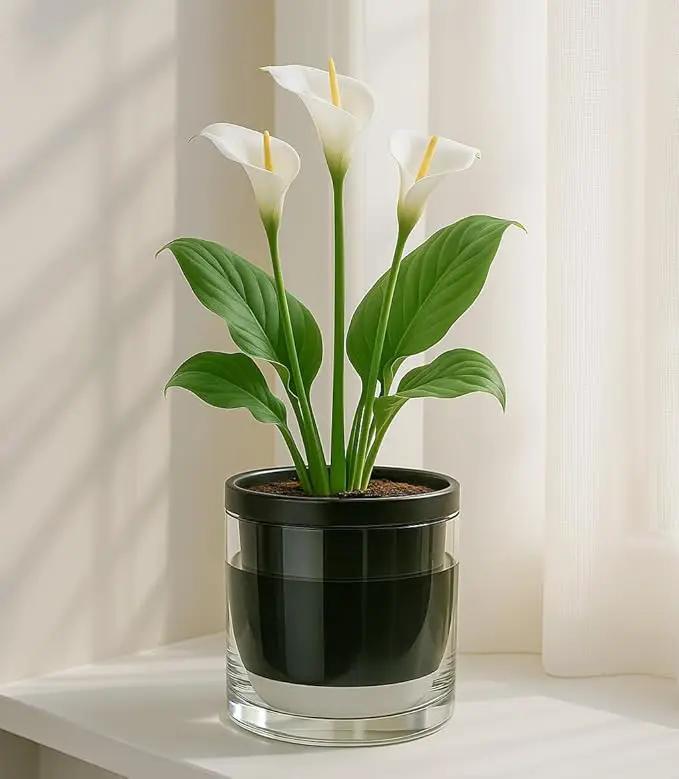 D'vine Dev 6 Inch Design Self Watering Planter for Indoor Plants, Black Terracotta Pot with Cylinder Glass Cup, 37-X-B-3 by GreenHaven Gardens