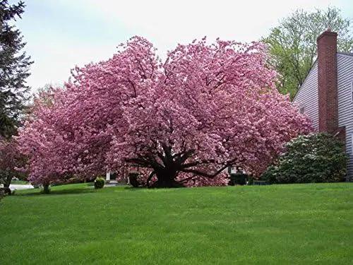 Live Kwanzan Cherry Blossom Tree – 8-12" Tall, Ornamental Pink Flowers by GreenHaven Gardens