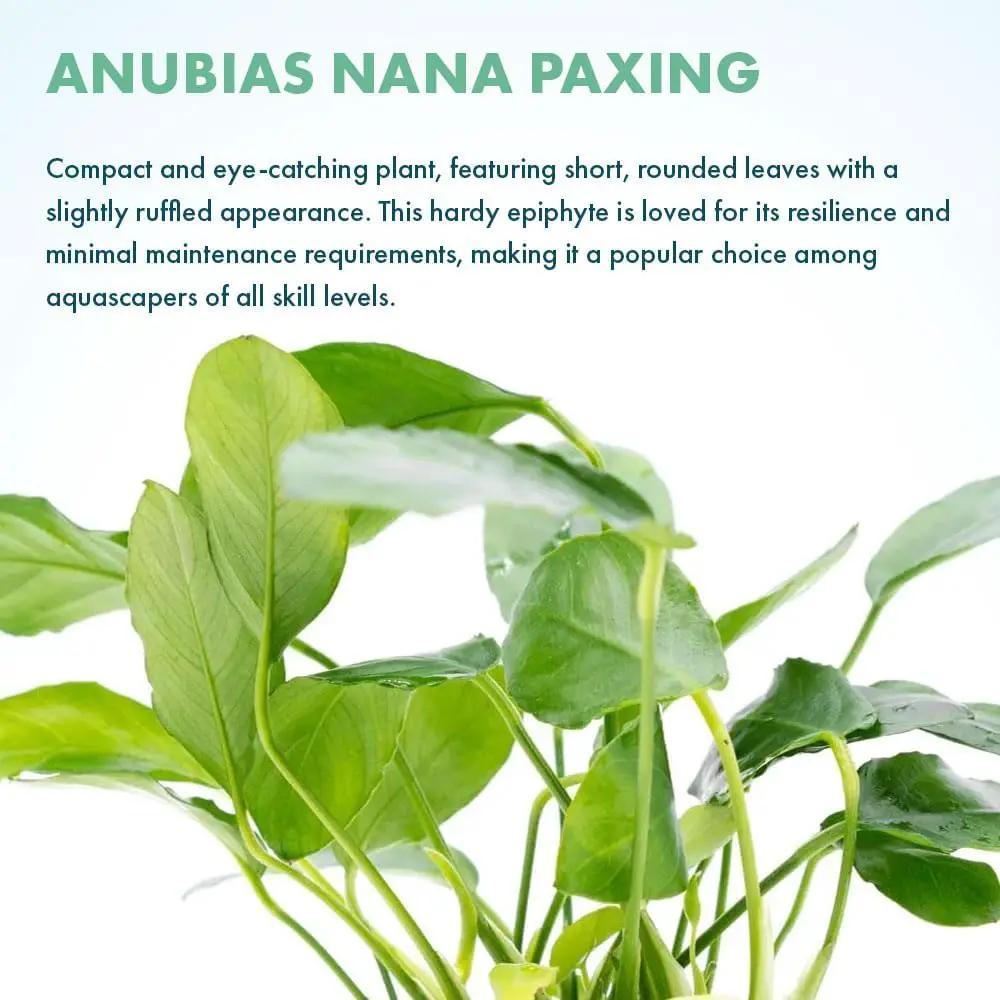 Live Jungle Plants - Anubias Nana Paxing (Anubias barteri) - Low Light Foreground to Midground Aquatic Rhizome Plant, Epiphytic Growth, Green Foliage - Pot by GreenHaven Gardens