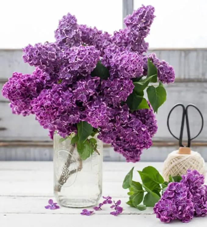 Two Pack of Common Old Fashioned Lilac Bushes - Fragrant Lavender Purple Flowers - 2 Live Plants 1 to 2 Feet Tall - Attract Hummingbirds and Butterflies by GreenHaven Gardens