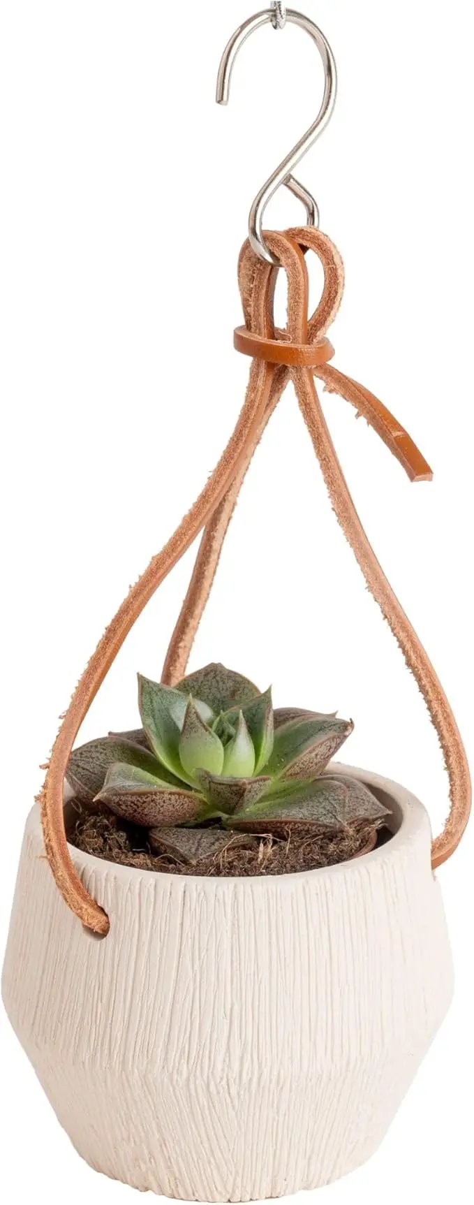 Costa Farms Succulent Plant, Live Indoor Mini Succulent Plant in Hanging Basket Succulents Plant Pot, Potting Soil Mix, Grower's Choice, Easy Grow Houseplant, Home and Room Decor, 2-Inches Tall by GreenHaven Gardens