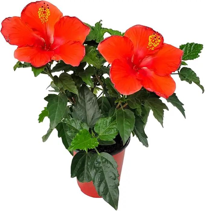 Tropical Plants of Florida - Red Hibiscus Bush Dwarf - Flowering Plants Live - 12" to 16" Overall Height - 1 Gallon Planter (Plant Only) by GreenHaven Gardens