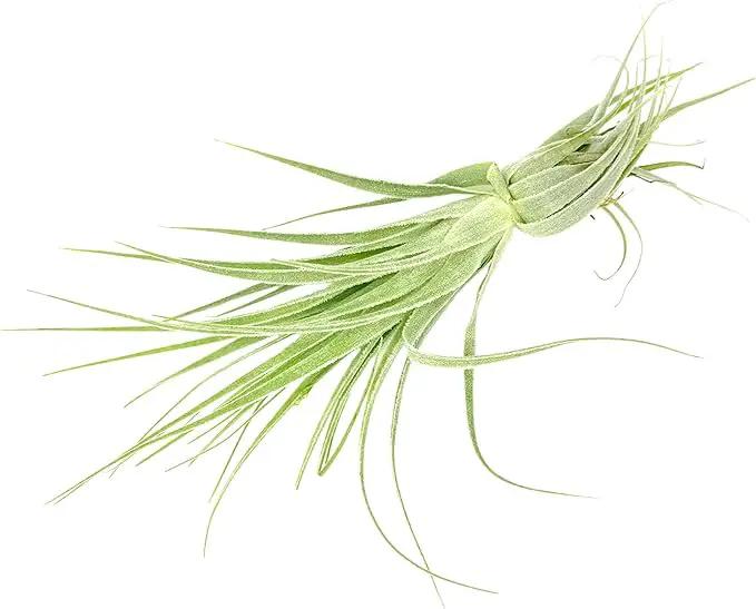 Live Air Plant - Tillandsia Gardneri 5-7” - ragnaroc Rare Collectors Indoor Tropical Plant - Live Arrival Guaranteed - House Plants for Home Decor & Gift by GreenHaven Gardens