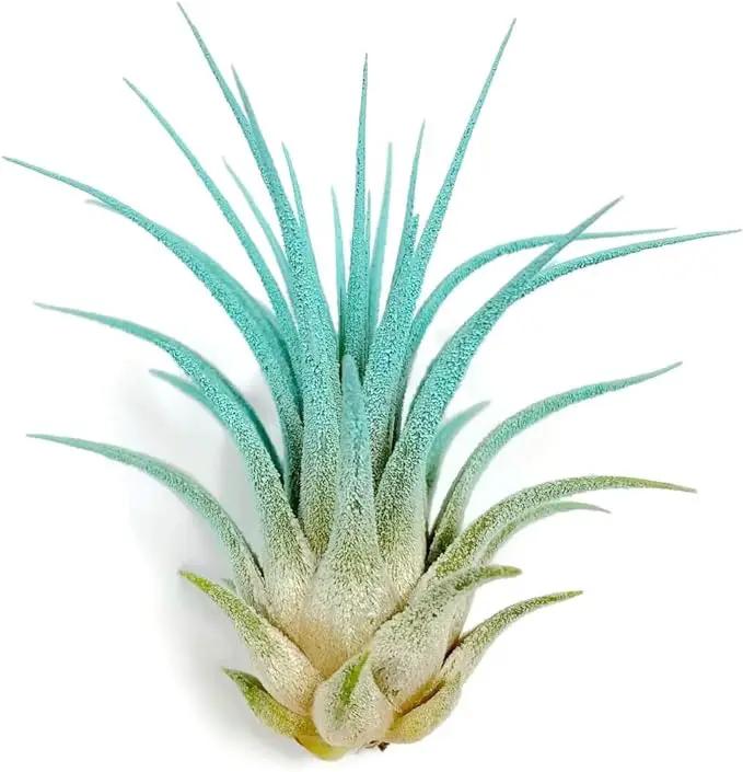 Ionantha Guatemala Tillandsia Air Plant, Guatemala Tillandsia Live Airplant, Healthy Arrival Guaranteed, Great Indoor Plant, Home Decor & Gift (Jade) by GreenHaven Gardens