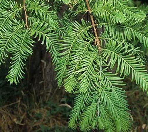 (3) - Dawn Redwood Trees - Starter Plant (LG36) (3 Live Trees) by GreenHaven Gardens