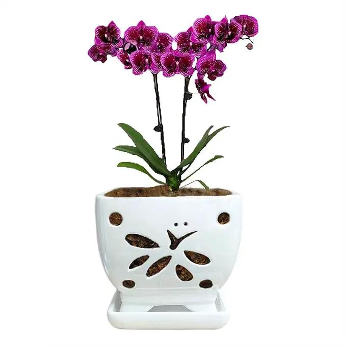 Orchid Pots with Holes Square Ceramic Orchid Planter Pots 5.5 inch (White) by GreenHaven Gardens