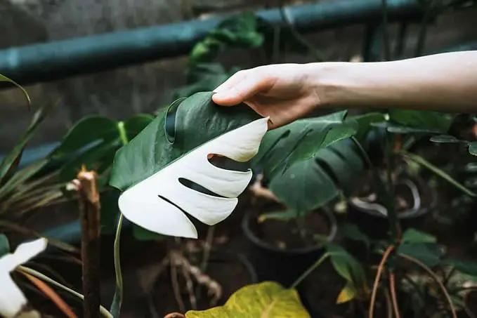 Monstera Borsigiana Soil Blend - Specially Designed for Unique Plant Needs - 4 Quart by GreenHaven Gardens