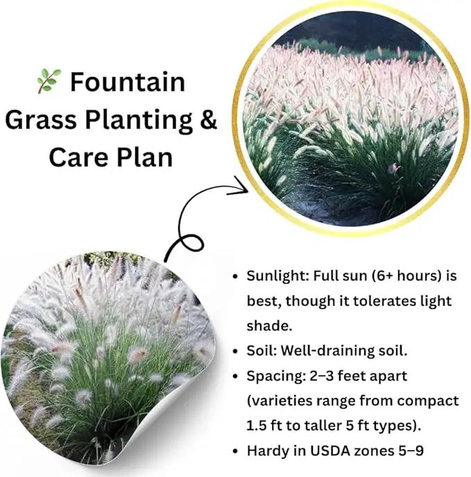 Pack 3 Fountain Grass Plants Live, 5-9 Inch Tall, Ornamental Grasses Live Plants Perennial, Well-Rooted Perennial Grass Clumps (White Fountain Grass) by GreenHaven Gardens
