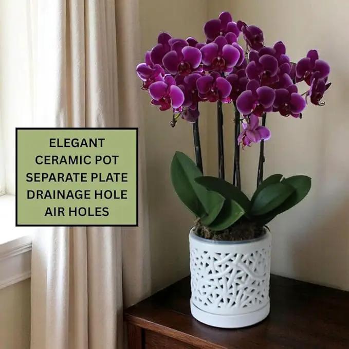 Large Ceramic Orchid Pot with Holes, 6 Inches Wide, for Indoors or Outdoors with Woven String Cut Out Design, Orchid Planters by GreenHaven Gardens