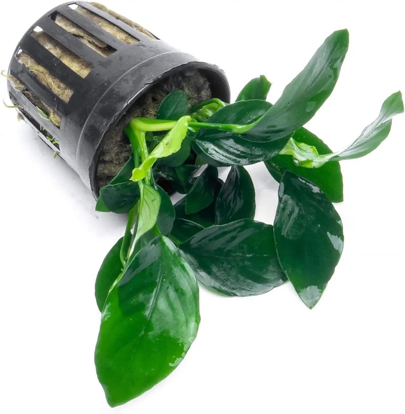 Anubias Live Aquarium Plants - Potted Freshwater Plant for Fish Tanks, Terrariums - Beginner Friendly Low Light (Barteri, 5 Pots) by GreenHaven Gardens