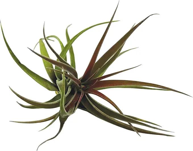 Air Plants - Tillandsia Brachycaulos Abdita, Large 4-6" - 3 ct - Live Arrival Guaranteed - House Plants for Home Decor & Gift by GreenHaven Gardens