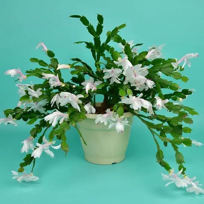 TriStar Plants - Thanksgiving Cactus - 4" inch Pot, Fasle Christmas Cactus, Easter Cactus, Holiday Plant, Winter Flowers, Christmas Plants, Winter Blooms (White) by GreenHaven Gardens