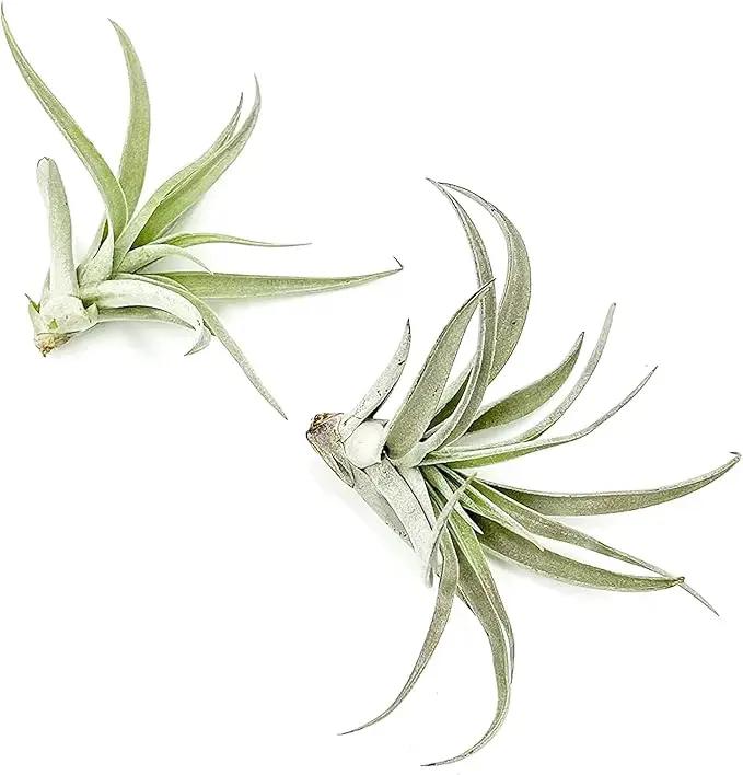 Air Plants - Flowering Tillandsia Harrisii, Large 3-5" - 2ct - Live Arrival Guaranteed - House Plants for Home Decor & Gift by GreenHaven Gardens