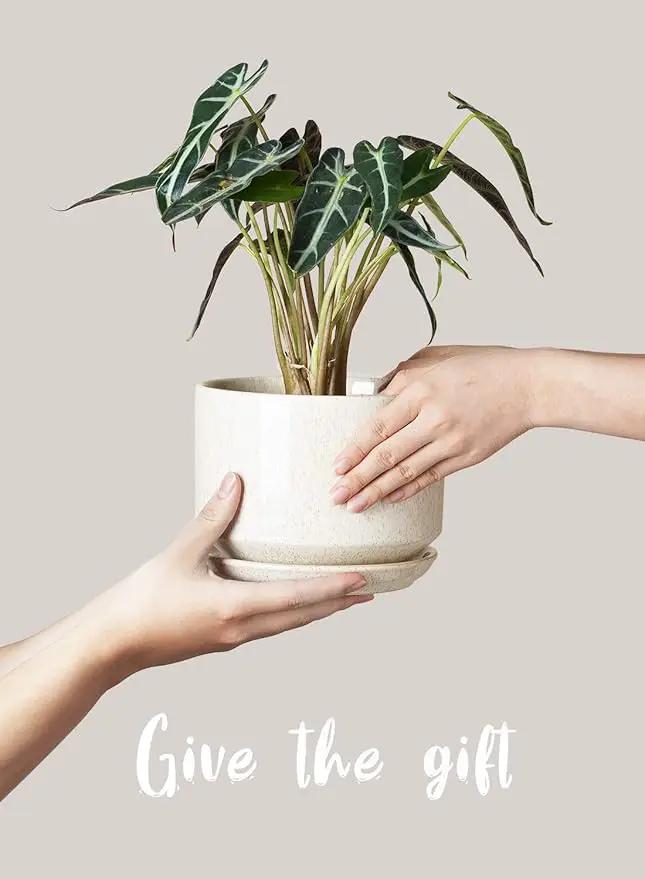 LE TAUCI Ceramic Plant Pots, 4.3+5.3+6.8 inch, Set of 3, Planters with Drainage Hole and Saucer, Indoor Flower Pot with Hole Mesh Pad, Gifts for Mom, Reactive Glaze Beige by GreenHaven Gardens