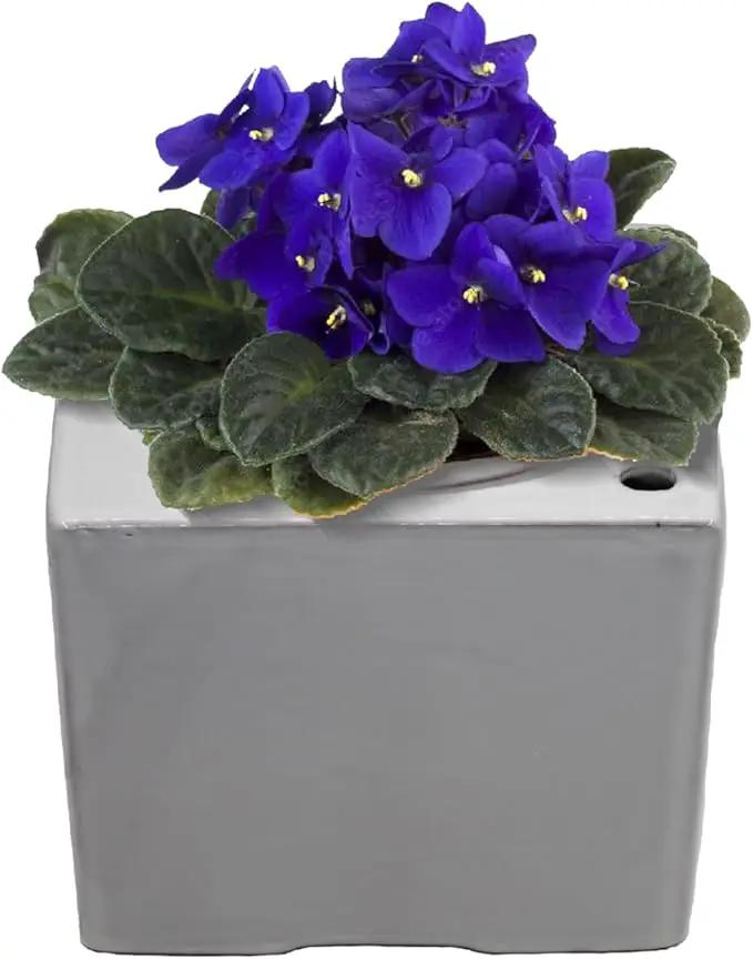 Ceramic African Violet Self Watering Pot 6 Inch Square Pot 3.5 Inch Innter Pot Easy Fill Water Reservoir White by GreenHaven Gardens