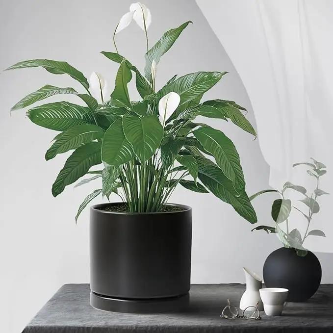 Plant Saucer Pot Tray Planter Saucers 4 5 6 7 8 9 10 11 12 Inch Black 4 Pack for Indoors Outdoor, Durable Sturdy Ceramic Flower Drainage Tray for Glazed Pots Base (4.7 Inch-Black) by GreenHaven Gardens
