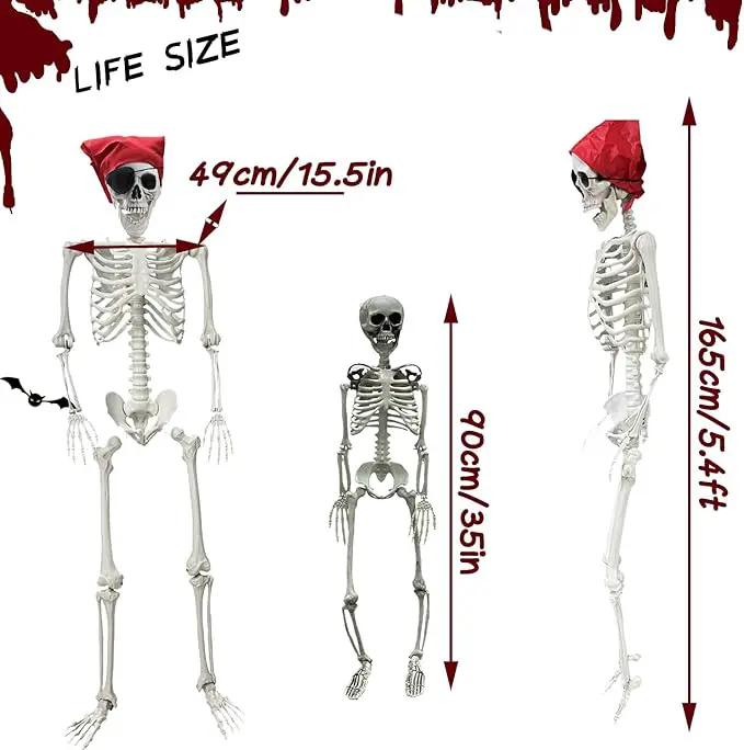 5.4ft/165cm Halloween Skeleton - Life Size Skeleton Full Body Realistic Human Bones with Posable Joints for Halloween Pose Skeleton Prop Decoration (5.4Ft&3Ft) by GreenHaven Gardens