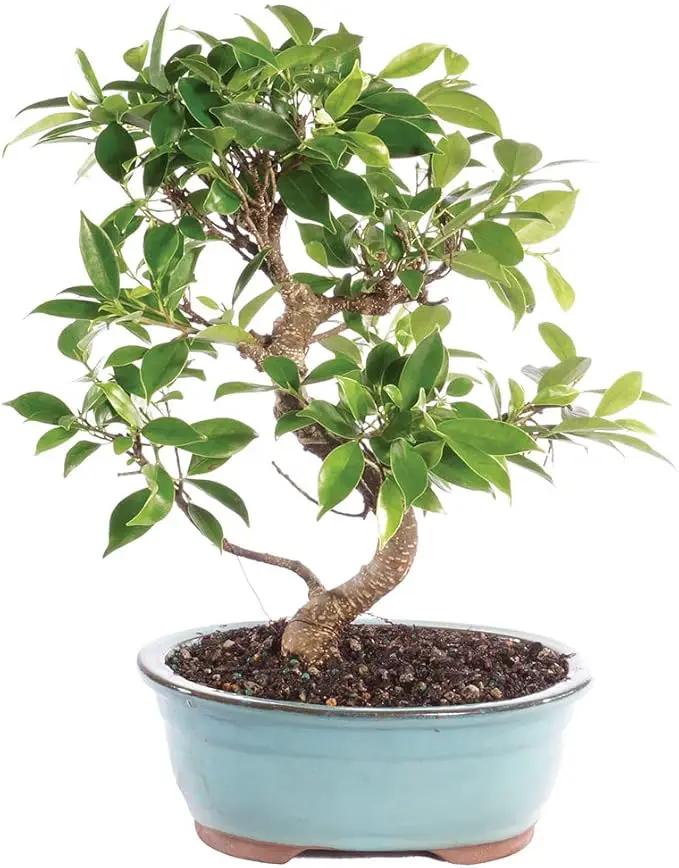 Brussel's Bonsai Live Golden Gate Ficus Indoor Bonsai Tree - Medium, 7 Years Old, 8 to 16 Inches Tall - Live Bonsai Tree in Ceramic Bonsai Pot by GreenHaven Gardens