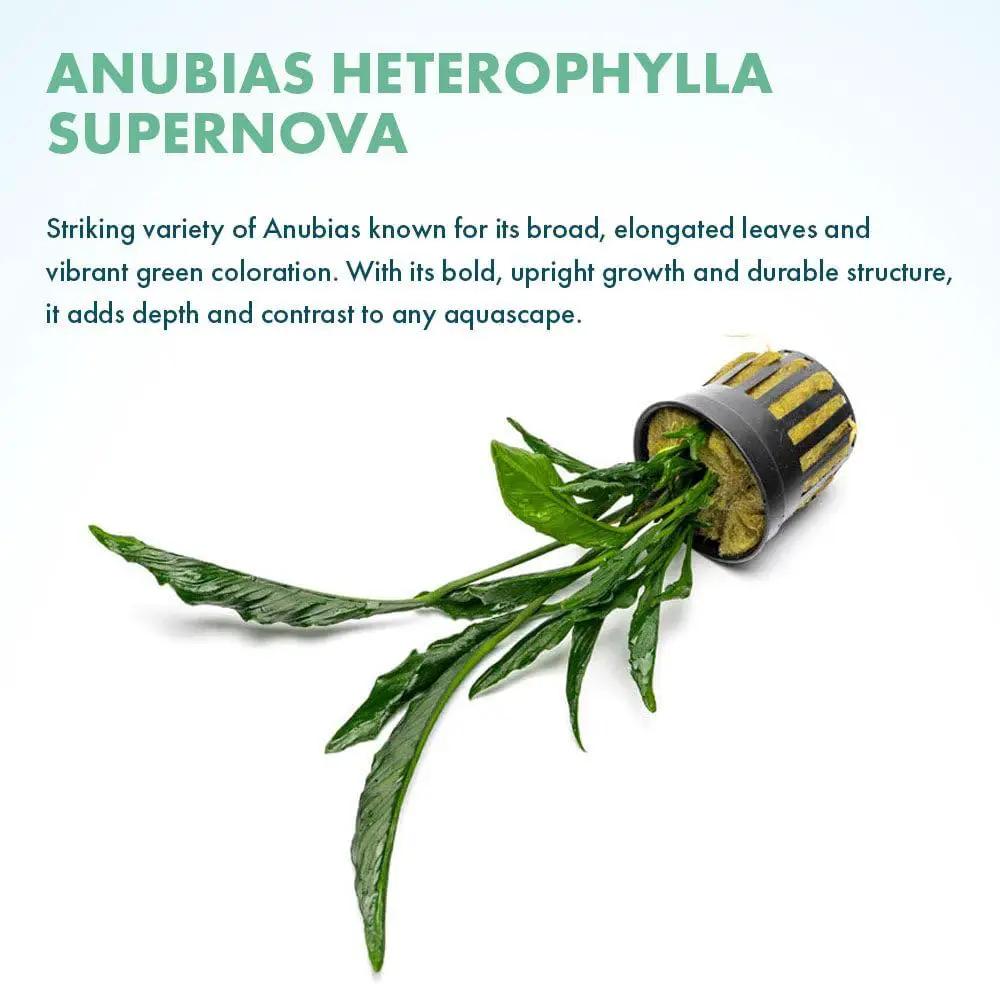 Live Jungle Plants - Anubias Heterophylla ‘Supernova’ - Large Leaf Rhizome Plant for Midground to Background Freshwater Aquascapes, Low Light Accent - Pot by GreenHaven Gardens