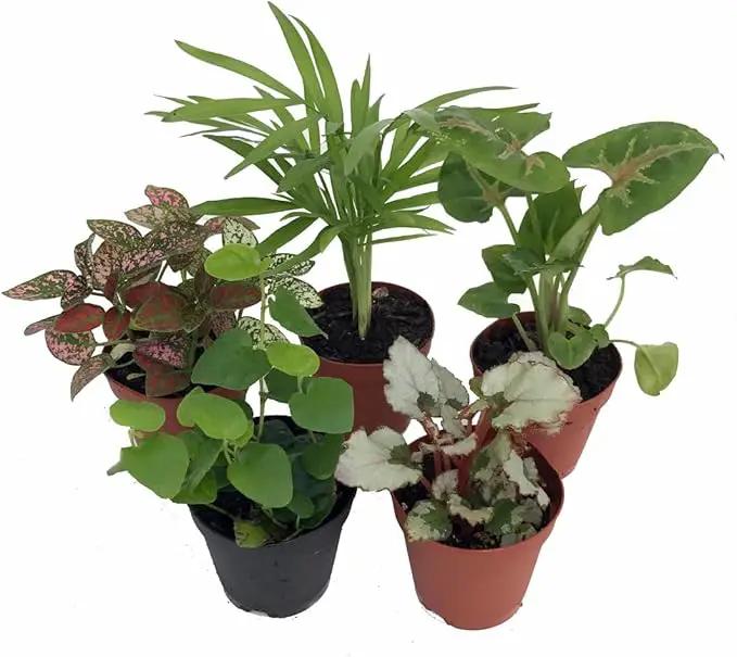 Terrarium & Fairy Garden Plants - 5 Plants in 2" pots by GreenHaven Gardens