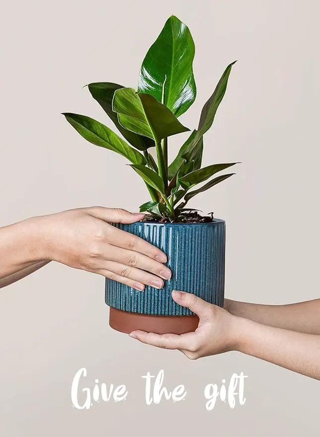 LE TAUCI Ceramic Plant Pots with Drainage Holes, Set of 3, 8+6.7+5.5 Inch Stripe Garden Planter Pots for Outdoor Indoor Plants Flower, Round Succulent Orchid Flower Pot Small to Large Size, Blue by GreenHaven Gardens