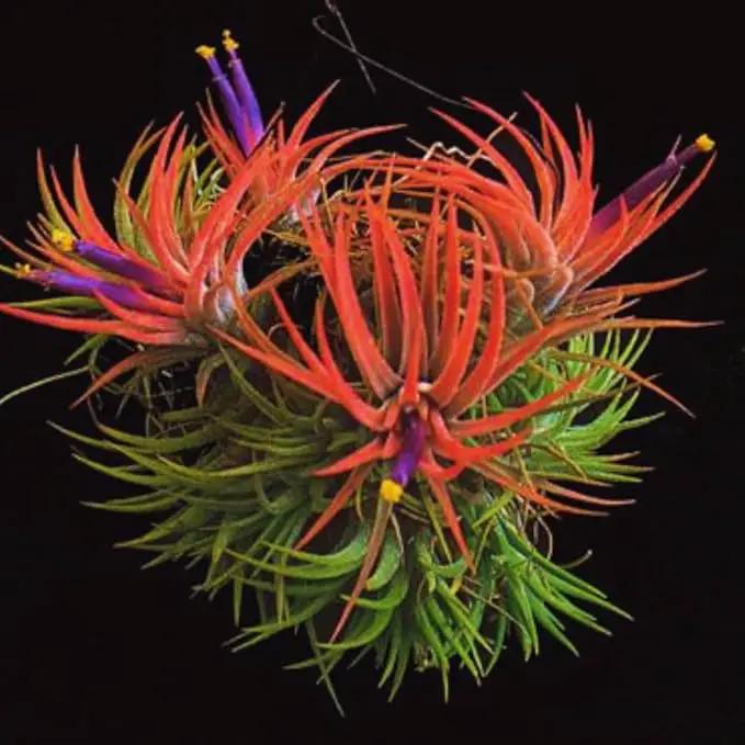 Tillandsia Plants, Red Tillandsia Air Plants Live, Combo 15 Succulents Plant Live, House Plant Indoor Outdoor, 2 Inc Tall by GreenHaven Gardens