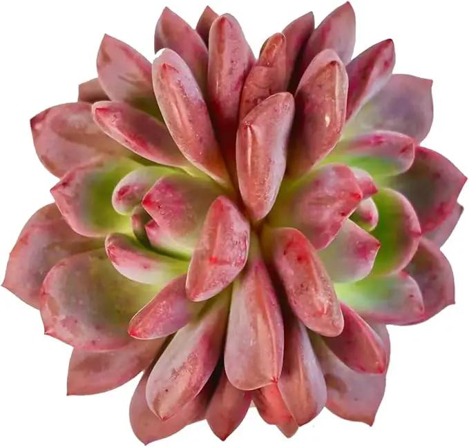 FWPP Live Succulent Echeveria Ariel,3.5 Inches Mini Red Succulents Plants Live,Bare Root Without Pot Soil,Rare House Plants for Gift Party Wedding Garden Baby Shower DIY Decor by GreenHaven Gardens